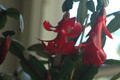 schlumbergera x buckleyi george g 04