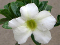 adenium white sprite 1585