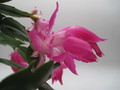 schlumbergera nono co 7761