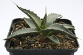 agave parryi coconino co 7851