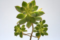 aeonium haworthii variegata 8014