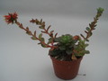 echeveria multicaulis 8394