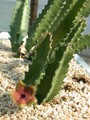 stapelia clavicorona 04