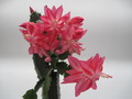 schlumbergera nicolas 7755