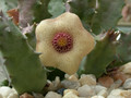 huernia quinta blyderivierensis karoo 01