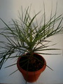 butia paraguayensis 1
