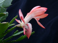 schlumbergera thor alice 10