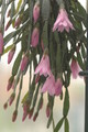 hatiora rosea frohning 9598 rbi 433 9380