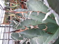 agave titanota weiss 7705