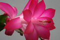 schlumbergera buckleyi charles lemaire 6350