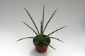 agave stricta 7671