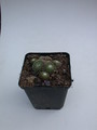 sempervivum tomentosum 5714