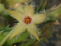 stapelia glanduliflora clanwilliam 05