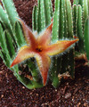 stapelia flavirostris