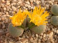lithops geyeri 02