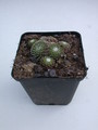 sempervivum tomentosum 5713