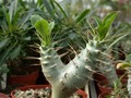 pachypodium saundersii