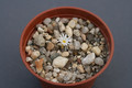 conophytum pellucidum cupreatum 0159
