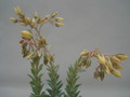 dudleya greenei 8403