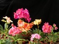 lewisia hyb02