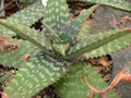 aloe davyana 02
