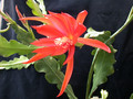eh hunsrück charme x sylter fruehling 08