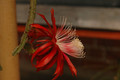 aporocactus peggys cartwheel 1178