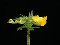 uncarina roeoesliana 01