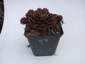 sempervivum killer 5763