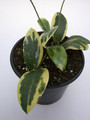 hoya parasitica variegata 4027