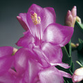 schlumbergera polka dancer 72