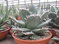agave titanota weiss 7704