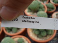 euphorbia stellaespina 1126