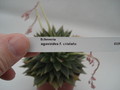 echeveria agavoides cristata 8348