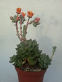 echeveria turgida 9986