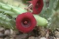 huernia aspera zacher 1990