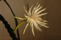 epiphyllum pumilum phasen 2300