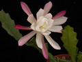 eh rhodos 8765 03