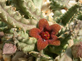huerniopsis decipiens pvb4550 05