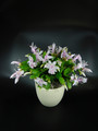 schlumbergera youp