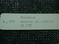 monadenium montanum rubellum es1775 04
