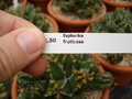 euphorbia fruticosa 1120