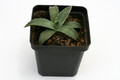 agave x gracilipes 0110