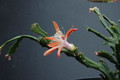 schlumbergera enigma 2437