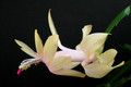schlumbergera gold charm 5866