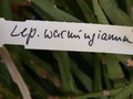 lepismium warmingiana 2018