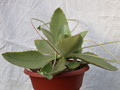 kalanchoe synsepala 8596