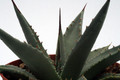 agave utahensis kingman az 0125