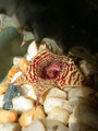 huernia stapelioides d1327 lethlabile 01