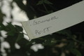 hoya lacunosa 4055 05 a